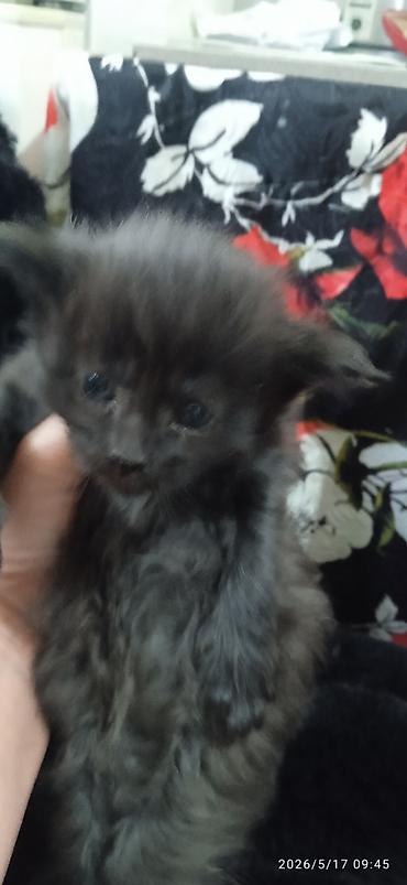 Продажа кошек: Мейн-кун, 1 месяц, Мальчик at lalafo.kg — 4 Продажа кошек: Мейн-кун, 1 месяц, Мальчик — 4