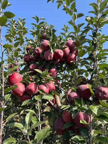 купить вьющиеся розы: Саженцы яблони с крупными красными плодами (плодоносящие деревья)