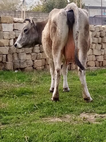 Inəklər, öküzlər: Salam südverən İNƏK. 6.7 LİTİR SÜD VERİR YAĞLI SÜDÜ VAR DİŞlİ CAVAN -da lalafo.az — 8 Inəklər, öküzlər: Salam südverən İNƏK. 6.7 LİTİR SÜD VERİR YAĞLI SÜDÜ VAR DİŞlİ CAVAN — 8