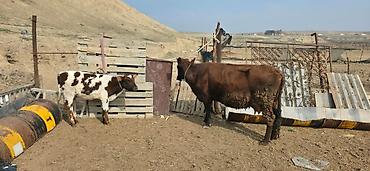 Inəklər, öküzlər: Satılır: inək və buzovlar salam hər vaxtı xeyir olsun bu şəkildə — 6