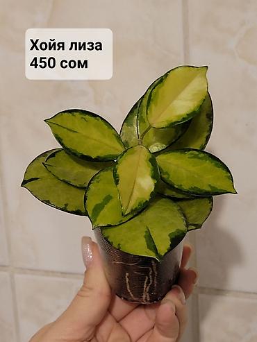 Хойи: Хойи
Цены и названия на фото — 8