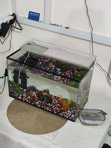 куплю аквариумных рыбок: Аквариумный комплект для домашнего мини‑водоёма - Прямоугольный — 1