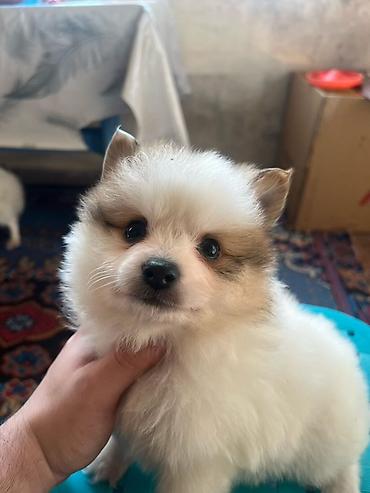 İtlər: Şpitz — 1