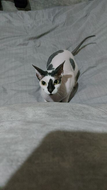 кошки в токмаке: Ищу дом для кошки породы Сфинкс-браш. Зовут Юми, 2 года