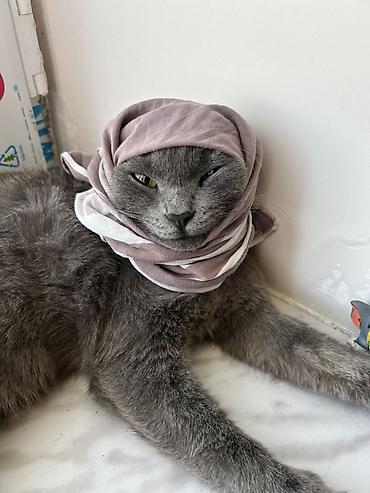 pişik yemi qiyməti: Rayonlara çatdırılma — 1