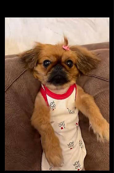 satdiq itler: -Pekinis diwi 2 yaw 200 azn peyvend olunub tualet tərbiyəsi var — 1