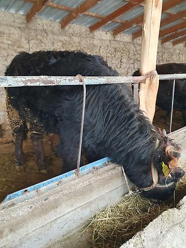 Коровы, быки: Продаю | Бык (самец) — 1