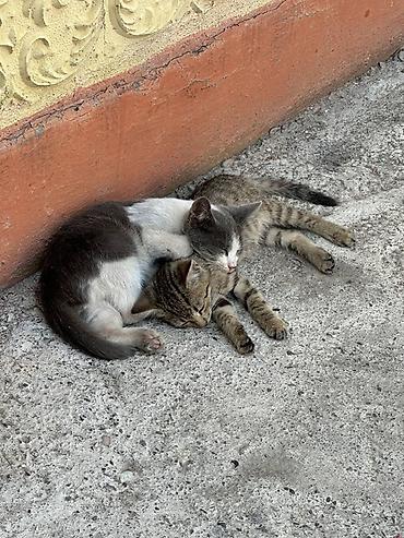 котик 1 месяц: Очень крутые и маленькие котята братья, 1.5-2 месяца пожалуйста — 4