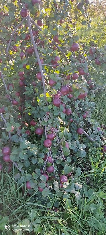 ev gulleri ve adları: 🍎 Satılır Bağ – Qızıləhməddi Alma Bağı🍎 Əla fürsət! Məhsuldar və — 3
