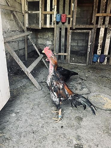 tap az goyercin satisi: Təmiz qan heyvanların mayalı yumurtaları satılır. Xoruz təmiz qan — 5