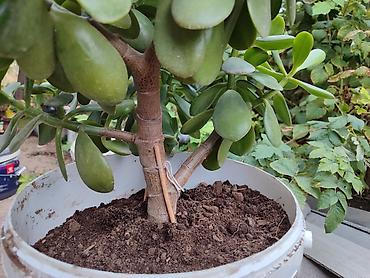 Денежное дерево: Толстянка — ваше живое денежное дерево! Прикоснитесь к природе и — 5