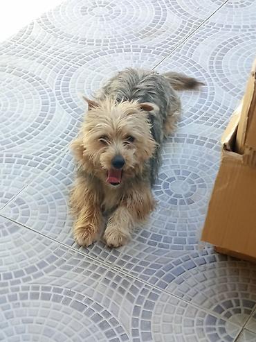 it barter: ÇOOX TƏCİLİ satıldığı üçün dəyərindən çox ucuz qoyulub. Yorkşir — 2