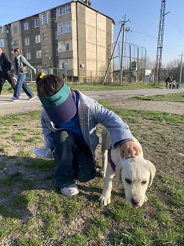 королевский пудель: Лабрадор-ретривер, 8 месяцев, Самец, С прививкой, С родословной — 3