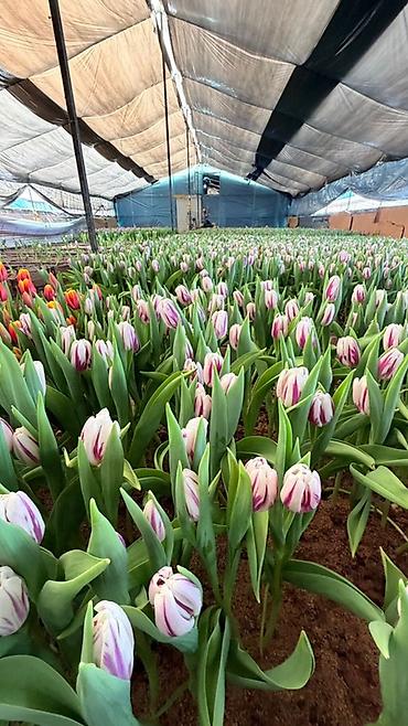 Букеты из живых цветов: Тюльпаны с теплицы — свежесрезанные, на крепком стебле, с тугими — 15