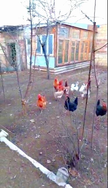 Həyət evləri və villaların satışı: 3 otaqlı, 670 kv. m, Kredit yoxdur, Orta təmir — 19