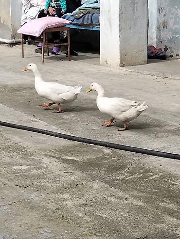 pekin ördeği: Dişi, Damazlıq, Ünvandan götürmə — 2