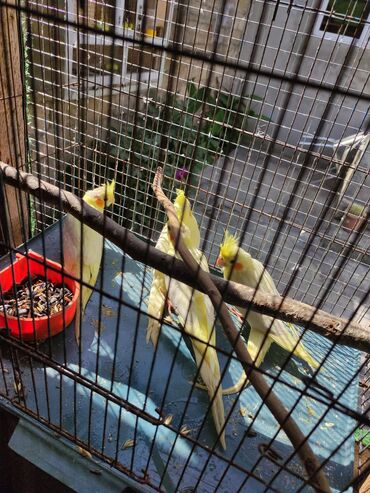 Tutuquşları: Korella 40-70 azn əl quslari bala hazir quslar tutuqusu quslar papuqay — 6