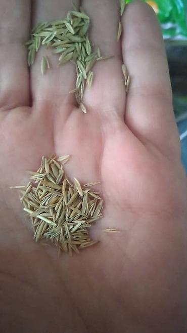 Дизайн, проектирование: 🌱🌱🌱🌱🌱🌱🌱 🌿Наши услуги : 🌿 🌿- Посев газона🌿 🌿- Покос газона🌿 🌿- — 5
