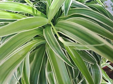 Ostale kućne biljke: Chlorophytum, velika,raskosna biljka sa prve slike je 3000 — 4