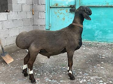 Баран, овца: Продаю | Баран (самец) | Арашан | Для разведения | Осеменитель — 1