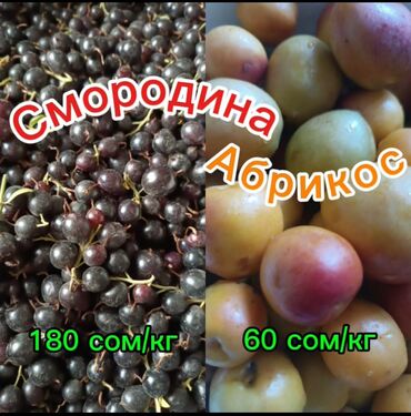 порошок стиральный цена бишкек: Карагат Чекене, Өзү алып кетүү, Акылуу жеткирүү