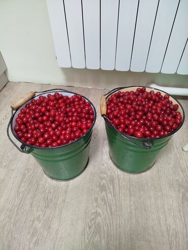 цветок золотая рыбка: Вишня 🍒 на заказ с дерева.очень вкусная,чистая. На варенье и компот