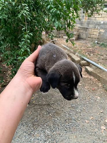 одежда для собак в баку: Amstaff/Pitbull penvendli 1 ayliq 4 dişi 4 erkek Şəkillərdə balaca — 8