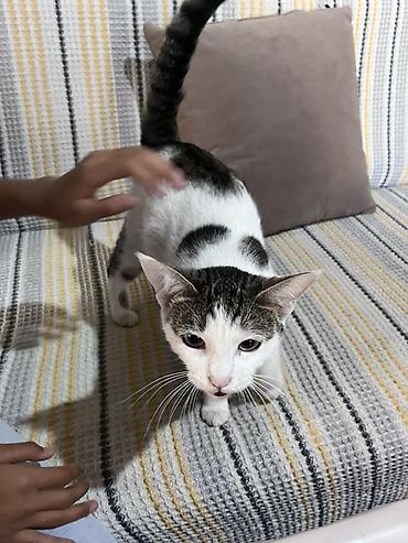 сухой корм для кошек: Кошка даром: Беспородная, Девочка, Приучена к лотку — 2