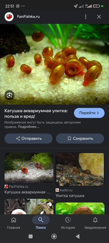 черная британская кошка: Отдаю улиток аквариумных катушка