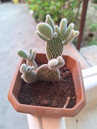 xoruz otu bitkisi: Böyük qapalı bitki və sükulent dəsti - Begonia maculata (benekli — 6