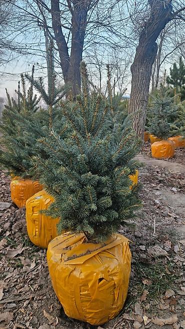 Другие товары для дома и сада: Голубой ель. Тянь-шаньский ель.береза,Пихта,Сосна, сатылат — 15