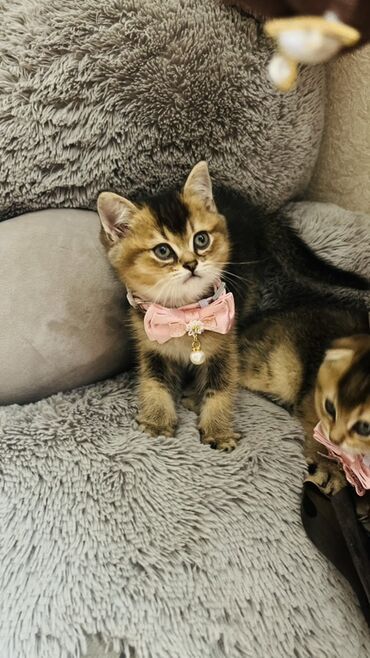 Pişiklər: Şinşilla, Dişi — 12