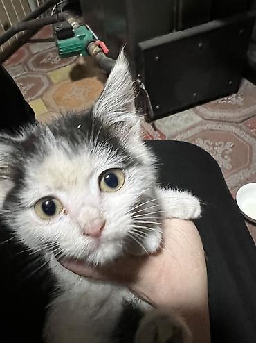 отдам даром котенка бишкек: Кошка даром: Беспородная, 2 месяца, Девочка, Приучена к лотку — 2