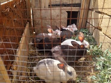 qala qoyunu satilir: Yer yoxdu satılır dovşan aylesi cins heyvanlardı ele őyrenibler