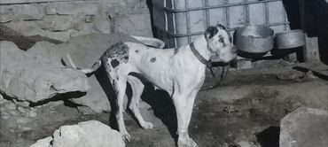 bulldog: Doq, 1 ay, Erkek, Peyvəndli, Ünvandan götürmə, Pulsuz çatdırılma