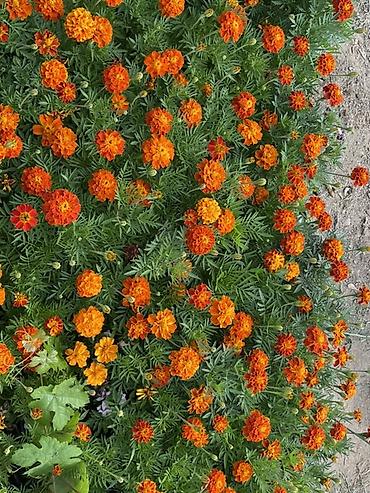 gul toxum satışı: Qırmızı sardunya, papatya və narıncı-akçaçiçək (tagetes) fidanları - — 4