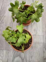 шкафчик на кухню: Герандар жана пеларгониялар