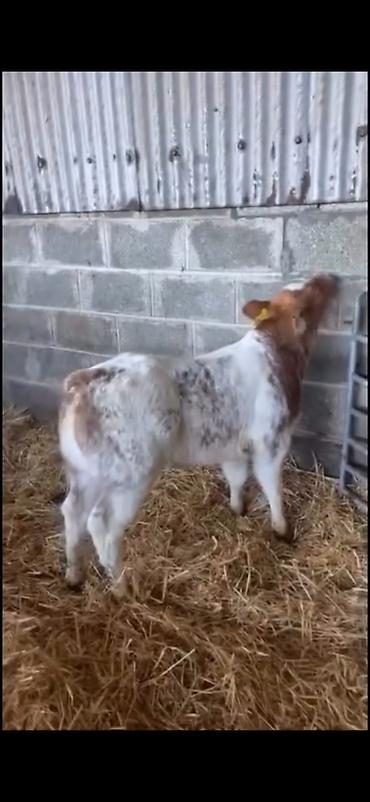 Dana, buzov: Satılır: erkək balalıq (dana) Xüsusiyyətlər: - Rəng: ağ-qırmızı — 12