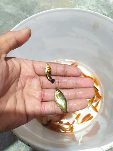 Balıqlar: Qızıl balıq, Sülhsevər, Ünvandan götürmə — 10