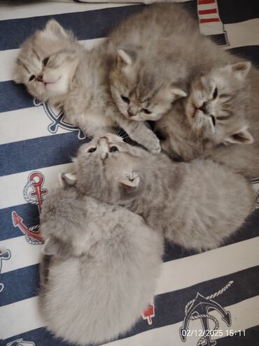 Pişiklər: Boz rəngli balaca pişiklər – yumşaq tüklü, iri qara gözlü, qısa — 8