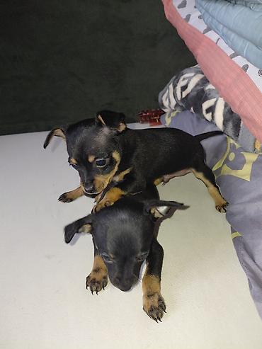 Продажа собак: Миниатюрный пинчер, 1 месяц, Самец, С прививкой — 8