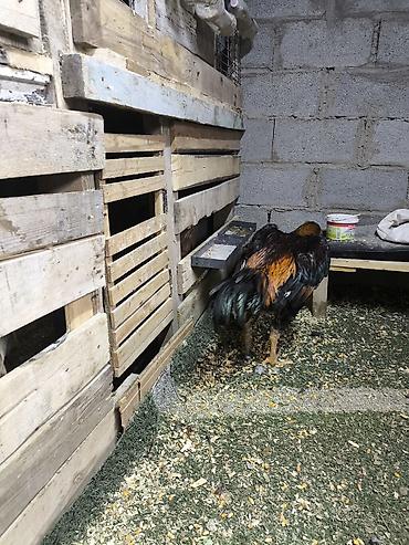 Куры, петухи: Продаю | Петух | Дакан | Для разведения, Для боев — 5