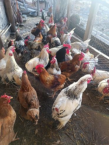 Птицы: Петухи большие — 2