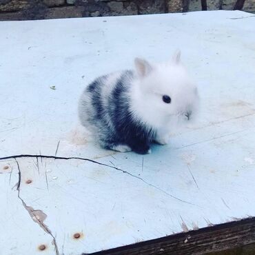 Dovşanlar: 🟠 Ev dovşanı balalarına super endirim kampaniyası. müvəqqəti olaraq 50 — 1