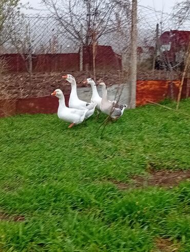 Qazlar: Qazlar satılır – həm ətlik, həm də damazlıq məqsədlər üçün — 5