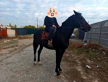баран кант: Продаю | Конь (самец) | Рабочий | Племенные — 1