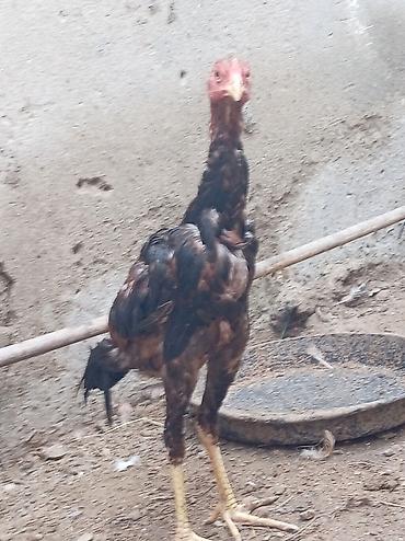 serebrist: Xoruz, il: 4, Ödənişli çatdırılma — 1