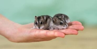 бенгальские кошки цена бишкек: Карликовый хомячок джунгарик Отдаю даром, ему только месяц активный