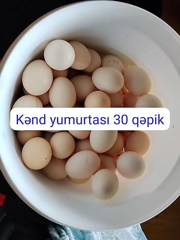 arpa buğda: Kənd yumurtası, toyuqların hər biri yaşıllıq və buğda ilə yemlənir — 1