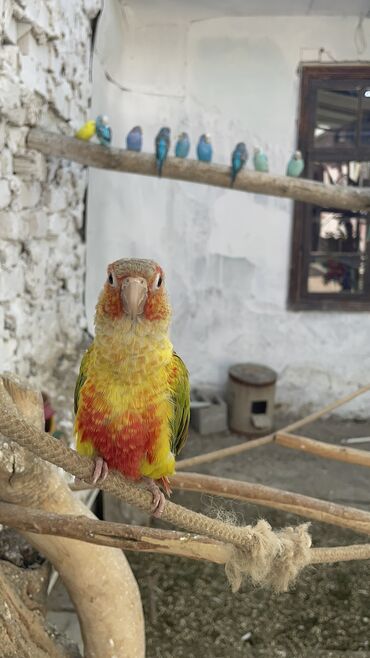 канарейка птица: Ручной папугай